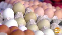 Почему яйца разноцветные?  Доброе утро. Фрагмент