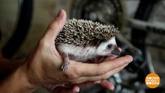 Такие разные домашние питомцы. Доброе утро. Фрагмент 