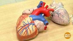 Сердце —  вечный двигатель? Доброе утро. Фрагмент 