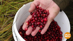 Что умеет клюква? Доброе утро. Фрагмент 