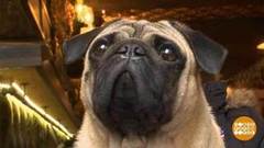 Гонконг — Забег псов-«пагов». США — Лемуры — домашние любимцы. Филиппины — Уникальные петухи. Австралия — Баран-рекордсмен. Доброе утро. Фрагмент