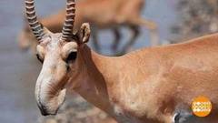 Редкие звери и птицы под охраной. Доброе утро. Фрагмент 