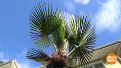 Капельница для пальмы. Доброе утро. Фрагмент