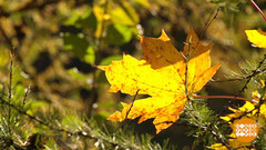 Листопад с точки зрения науки. Доброе утро. Фрагмент