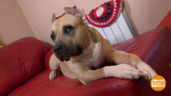 Как приучить собаку спать на своем месте. Доброе утро. Фрагмент