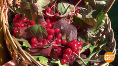 Ягода-калина: собираем, сушим, готовим. Доброе утро. Фрагмент 