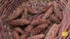 Шишки и желуди. Доброе утро. Суббота. Фрагмент 