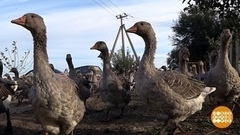 Гусиная «армия». Доброе утро. Фрагмент