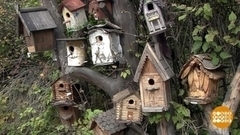 Кормушки для птиц. Налетай! Доброе утро. Фрагмент