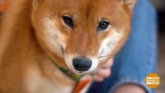 Как утихомирить агрессивную собаку. Доброе утро. Суббота. Фрагмент 