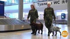 Четвероногие таможенники. Доброе утро. Фрагмент