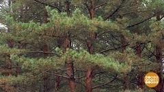 В сосновый бор – как на процедуры. Доброе утро. Фрагмент