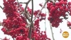 Что приготовить из рябины? Доброе утро. Суббота. Фрагмент 