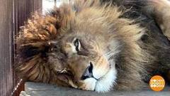 Кто самый пушистый? Доброе утро. Фрагмент 