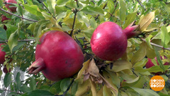 Расти, гранат! Доброе утро. Фрагмент