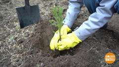 Здесь будет лес! Доброе утро. Фрагмент 