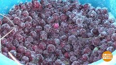 Урожай — назло морозам. Доброе утро. Суббота. Фрагмент