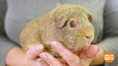 О чем поет морская свинка?  Доброе утро. Фрагмент 