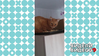 Доми Шоу Кот И Новый Год Доми Шоу Кот И Новый Год