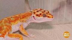 И все это – домашние питомцы! Доброе утро. Фрагмент