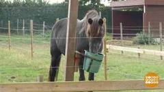 Всемирный день домашних животных. Доброе утро. Фрагмент 