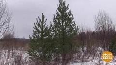 Знакомьтесь: елки! Доброе утро. Фрагмент