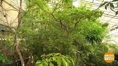 Дерево счастья. Доброе утро. Фрагмент 