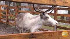 Пони Виндик и другие предсказатели погоды. Доброе утро. Фрагмент 