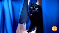 Кот в шкафу? Непорядок! Доброе утро. Фрагмент