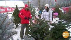 Идем за елочкой! Доброе утро. Фрагмент 