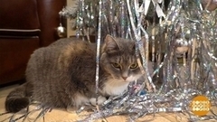 Елка для кошки. Доброе утро. Фрагмент 