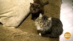 Челси и Пушок — одни дома! Доброе утро. Фрагмент 