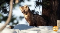 Кто в заповеднике живет? Доброе утро. Фрагмент