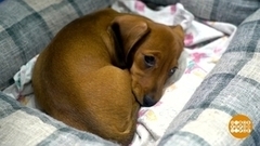 Квартира для щенка. Доброе утро. Фрагмент 