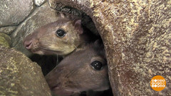 Зимний бэби-бум в зоопарках. Доброе утро. Фрагмент 