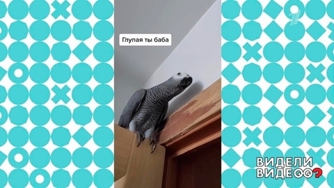 Видели видео? Анонс