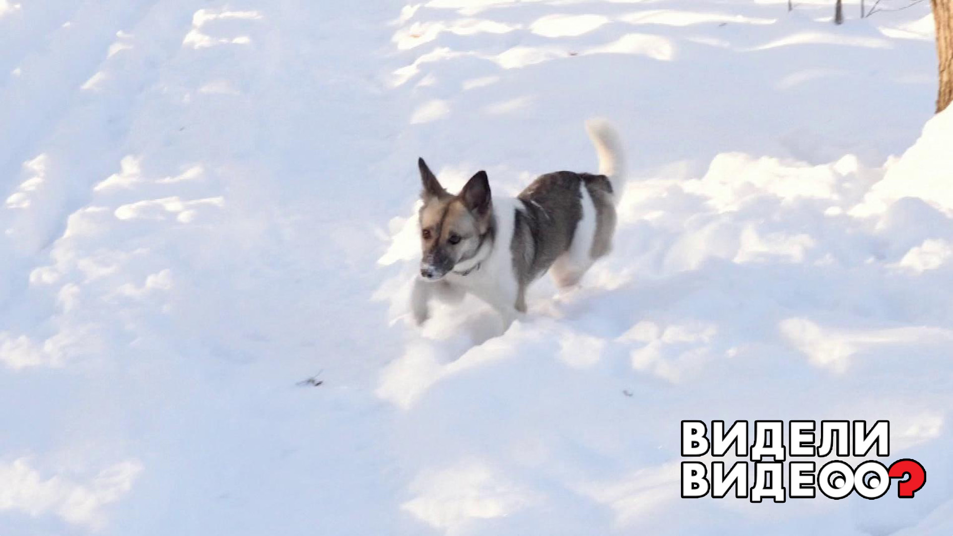 Не видевшие нашей зимы. 32 Собачьи зимы. Собаки зимой ksuksa. Смешные собаки 2022.