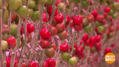 Зимние помидоры: вкус - есть? Доброе утро. Фрагмент 