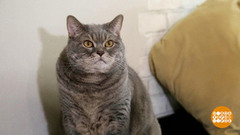 Поймать, вычесать, связать! Шапку… Доброе утро. Фрагмент