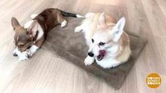 Плюша и Корица: вдвоем дома. Доброе утро. Фрагмент 