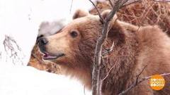 Животных не кормить? Доброе утро. Фрагмент