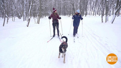 Скиджоринг: тянем, потянем… Доброе утро. Фрагмент 