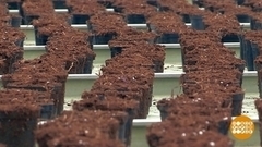 Где расти рассаде? Доброе утро. Фрагмент 