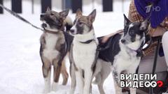 Собаки Анастасии Задорожной. Видели видео? Фрагмент