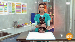 Если уши заросли… Доброе утро. Фрагмент 