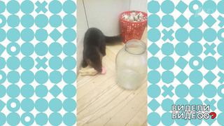 Бизнес-соболь. Видели видео? Фрагмент