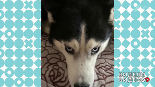 Хаски стыдится своих проделок. Видели видео? Фрагмент