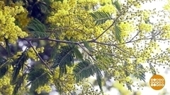 Первая мимоза. Доброе утро. Фрагмент