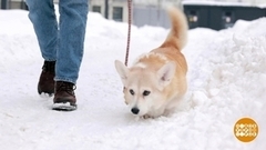 Плюша идет на запах. Доброе утро. Фрагмент 