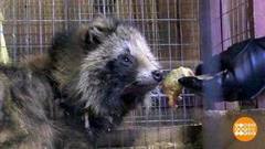 Как спасают зверей. Доброе утро. Фрагмент 